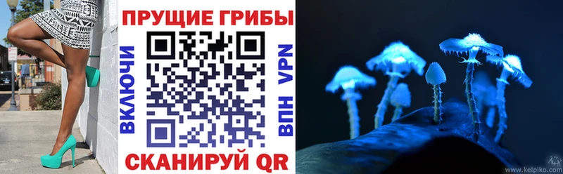 блэк спрут рабочий сайт Дмитриев Галлюциногенные грибы Psilocybine cubensis магазин